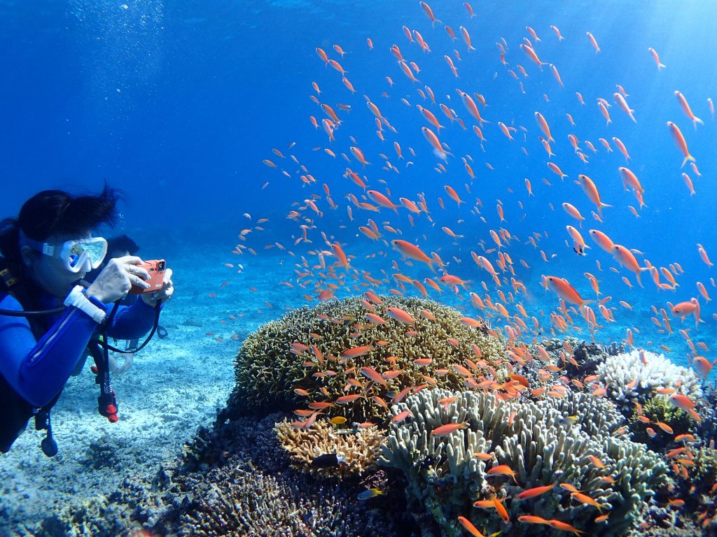 西表島でダイビング　熱帯魚とサンゴ